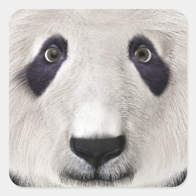Sticker Carré Ours Panda (Devant)
