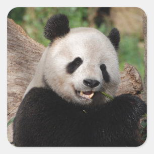Sticker Carré Ours panda de sourire