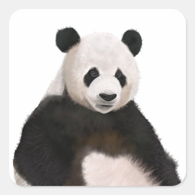 Sticker Carré Ours Panda Fluffé Cute (Devant)