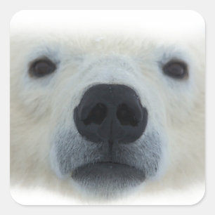 Sticker Carré Ours polaire