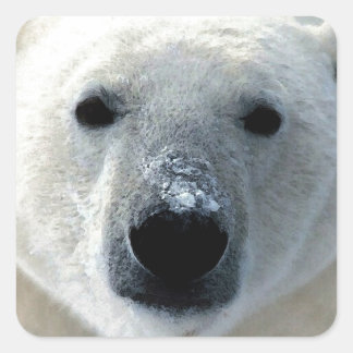 Sticker Carré Ours polaire