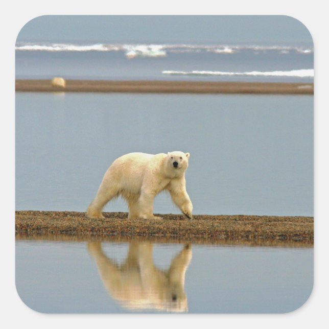 Sticker Carré Ours polaire blanc (Devant)