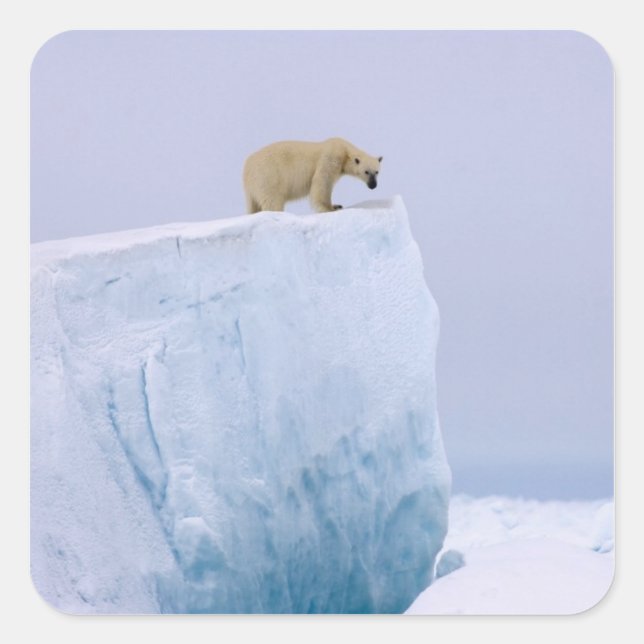 Sticker Carré ours polaire, Ursus maritimus (Devant)