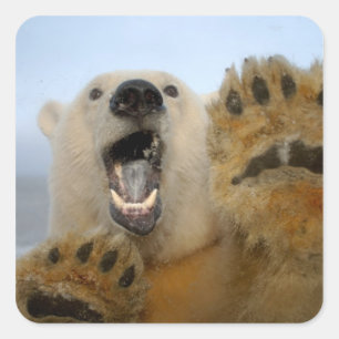 Sticker Carré ours polaire, Ursus maritimus, regarde curieusemen