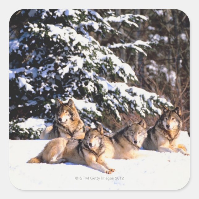 Sticker Carré Pack de loups en hiver (Devant)