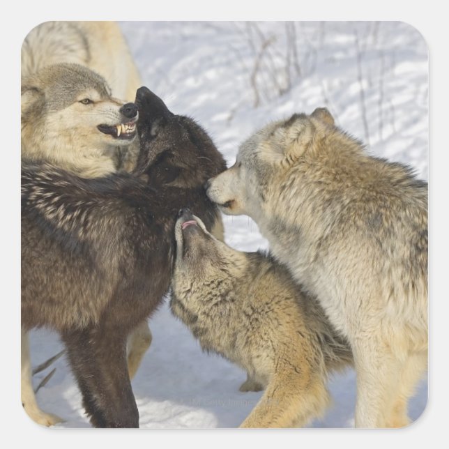Sticker Carré Pack de loups interagissant (Devant)
