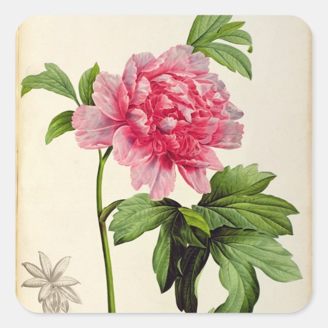 Sticker Carré Paeonia Moutan, c.1799 (Devant)