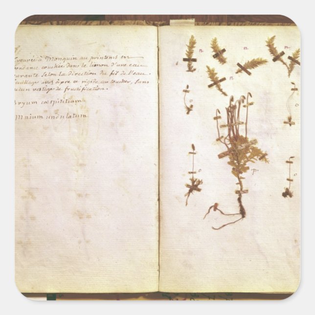Sticker Carré Page 24 d'un Herbarium (Devant)