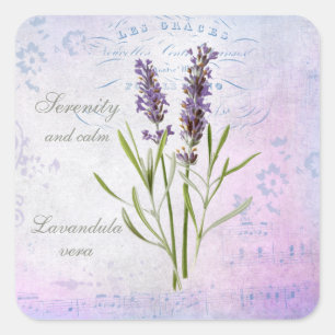 Sticker Carré Painted Lavandula Vera Serenity et Calm