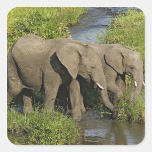 Sticker Carré Paire d'éléphants d'Afrique Masai Mara