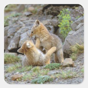 Sticker Carré Paires sud-américaines 2 de Fox gris (griseus de