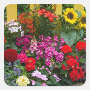 Sticker Carré Palissade jaune avec jardin fleuri dans