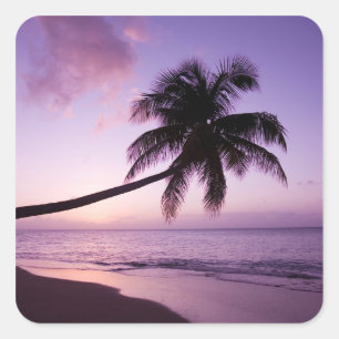 Sticker Carré Palmier solitaire au coucher du soleil, plage de C