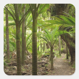 Sticker Carré Palmiers Nikau, Heaphy Track, près de Karamea,