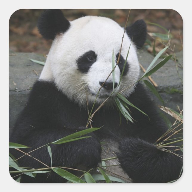 Sticker Carré Panda géant (Devant)