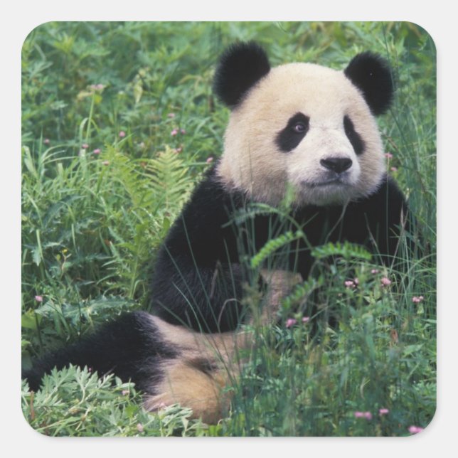 Sticker Carré Panda géant dans l'herbe, vallée de Wolong, Sichua (Devant)