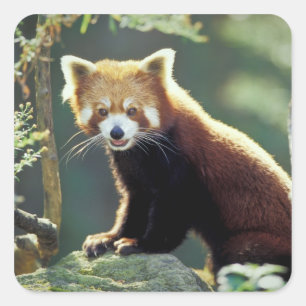 Sticker Carré Panda roux Ailurus fulgens)