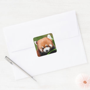 Sticker Carré Panda roux mignon