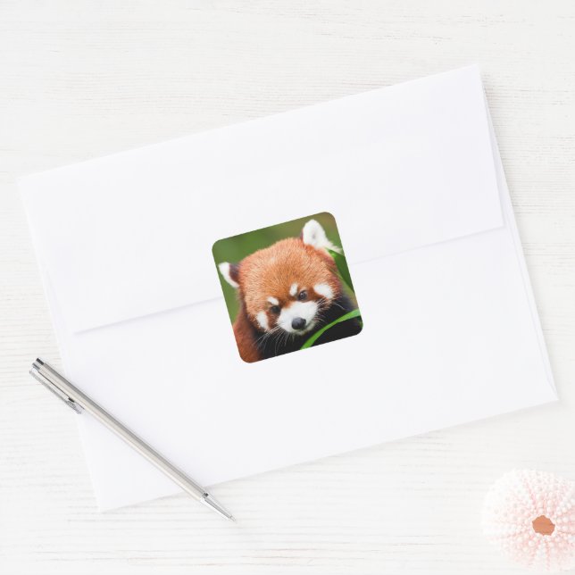 Sticker Carré Panda roux mignon (Enveloppe)