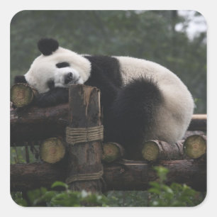 Sticker Carré Pandas géants au centre de protection des pandas g