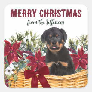 Sticker Carré Panier de Noël de chien Poinsettia Rottweiler