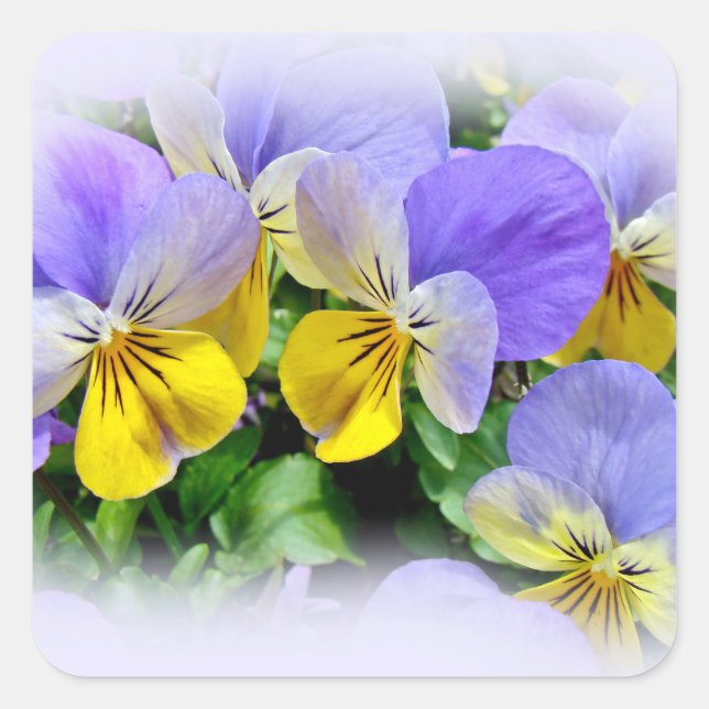 Sticker Carré Pansies jaune et violet (Devant)