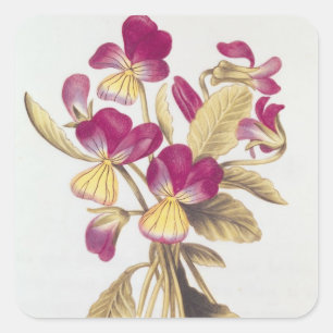 Sticker Carré Pansy, de 'La Guirlande de Julie', c.1642