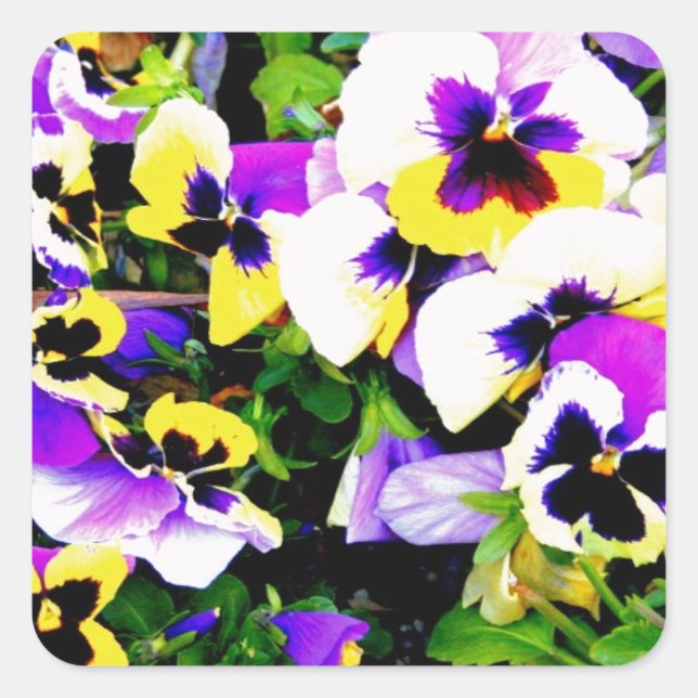 Sticker Carré pansy flowers (Devant)