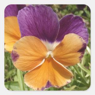 Sticker Carré Pansy Jolly Joker