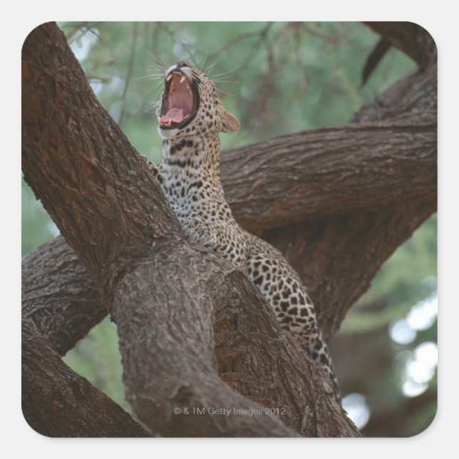 Sticker Carré Panther (Devant)