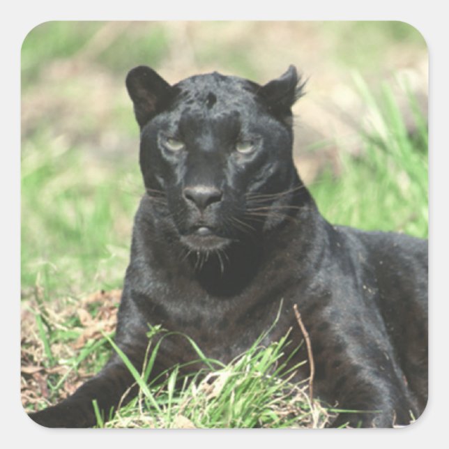 Sticker Carré Panthère noire (Devant)