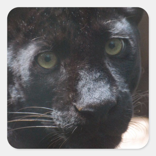 Sticker Carré Panthère noire pensive (Devant)