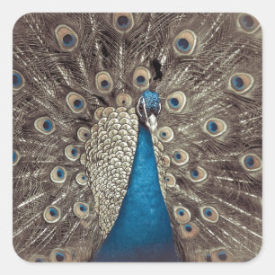 Sticker Carré Paon Bleu Antique