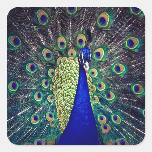 Sticker Carré Paon bleu cobalt (Devant)