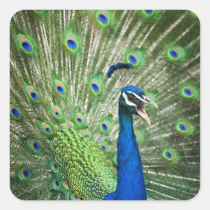 Sticker Carré Paon criard