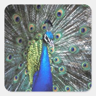 Sticker Carré Paon magnifique déployant des plumes colorées