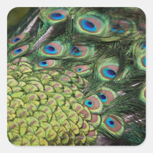 Sticker Carré Paon masculin (cristatus de Pavo) montrant la