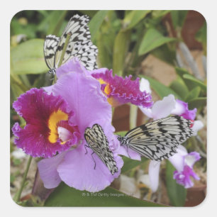 Sticker Carré Papier papillon (Idea leuconoe) sur
