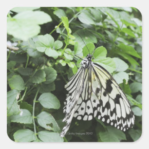 Sticker Carré Papier papillon (Idea leuconoe) sur la vigne,