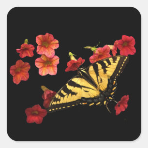 Sticker Carré Papillon à queue épaisse de tigre sur les fleurs r