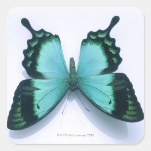 Sticker Carré Papillon blanc