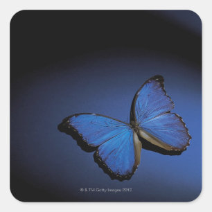 Sticker Carré Papillon bleu