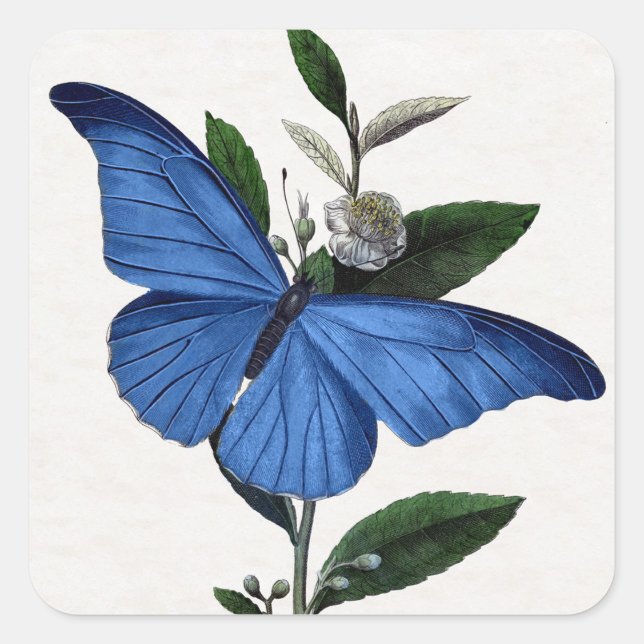 Sticker Carré Papillon bleu (Devant)