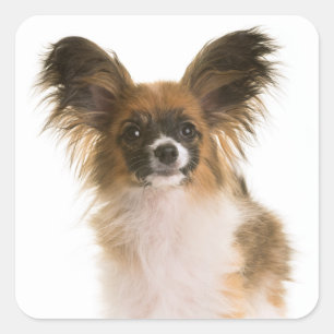 Sticker Carré Papillon Chiot - Amour des chiots, Bonjour