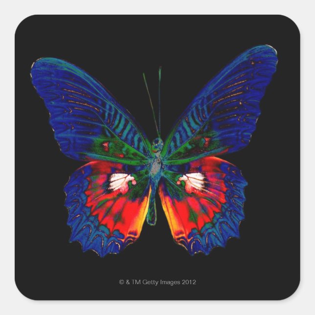 Sticker Carré Papillon coloré sur fond noir (Devant)