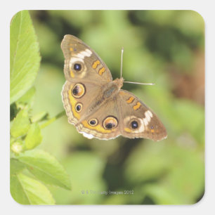 Sticker Carré Papillon commun de maronnier américain, Junonia