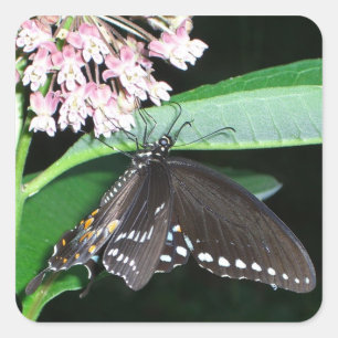 Sticker Carré Papillon de nuit noir à Shenandoah