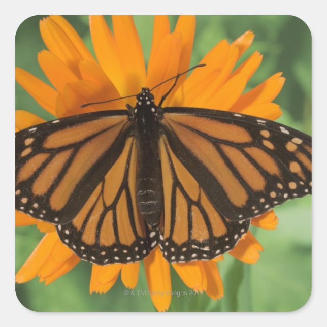 Sticker Carré Papillon monarque (Danaus plexippus) en pot (Devant)