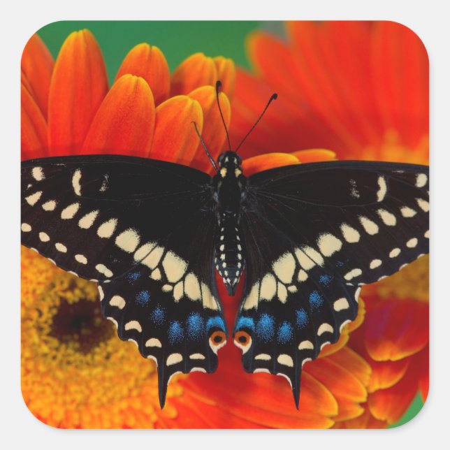 Sticker Carré Papillon noir à queue fourchue sur une marguerite  (Devant)