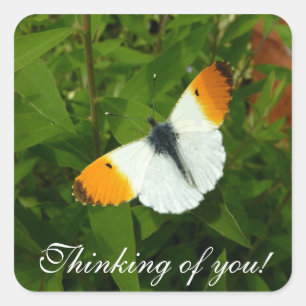 Sticker Carré Papillon orange de bout